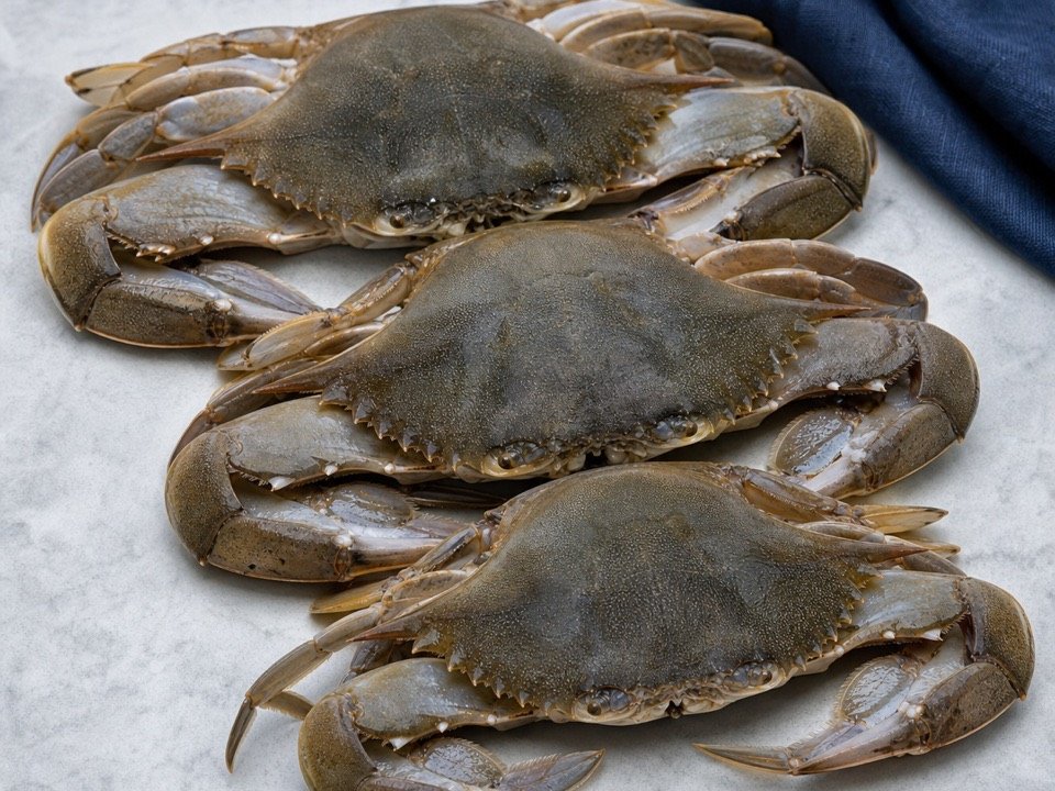 Soft-Shell Crab wholesale product